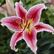 Hybrid Lily 'Stargazer'